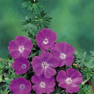 maison-fleurs-vivaces-geranium-sanguineum-max-frei