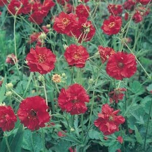 maison-fleurs-vivaces-geum-chiloense-mrs-j-bradshaw
