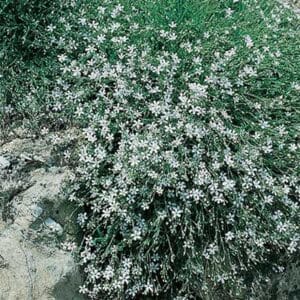 maison-fleurs-vivaces-gypsophila-repens-filou-blanc