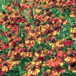 maison-fleurs-vivaces-helenium-autumnale