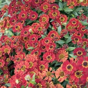 maison-fleurs-vivaces-helenium-autumnale-mariachi-salsa