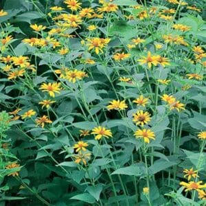 maison-fleurs-vivaces-heliopsis-helianthoides