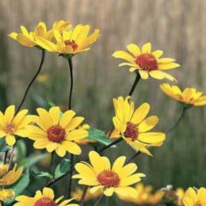 maison-fleurs-vivaces-heliopsis-helianthoides-summer-nights