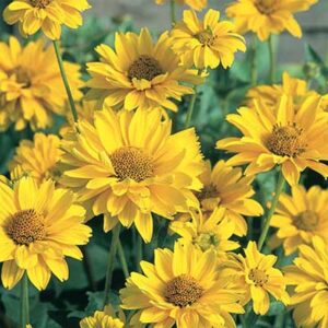 maison-fleurs-vivaces-heliopsis-helianthoides-summer-sun