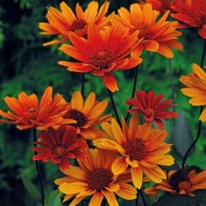 maison-fleurs-vivaces-heliopsis-helianthoides-var-scabra-bleeding-hearts