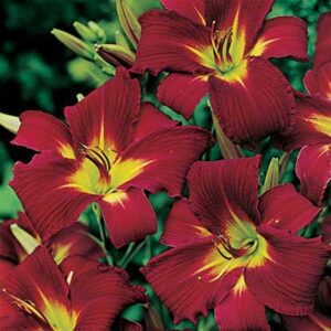 maison-fleurs-vivaces-hemerocallis-autumn-red