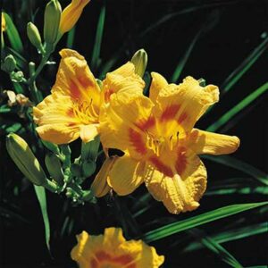 maison-fleurs-vivaces-hemerocallis-black-eyed-stella