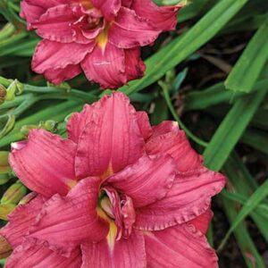 maison-fleurs-vivaces-hemerocallis-double-pardon-me