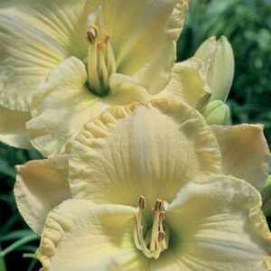 maison-fleurs-vivaces-hemerocallis-precious-de-oro