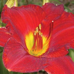 maison-fleurs-vivaces-hemerocallis-red-pinocchio