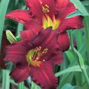 maison-fleurs-vivaces-hemerocallis-ruby-de-oro