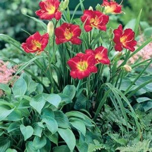 maison-fleurs-vivaces-hemerocallis-ruby-stella