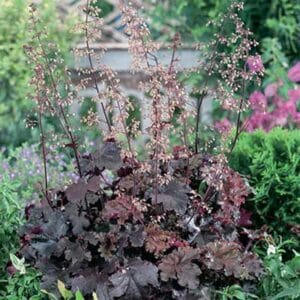 maison-fleurs-vivaces-heuchera-melting-fire