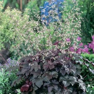 maison-fleurs-vivaces-heuchera-micrantha-palace-purple