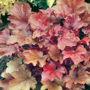 maison-fleurs-vivaces-heuchera-peach-flambé