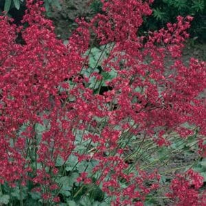 maison-fleurs-vivaces-heuchera-sanguinea-ruby-bells