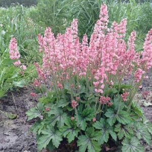 maison-fleurs-vivaces-heucherella-pink-revolution