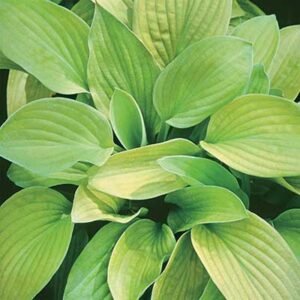 maison-fleurs-vivaces-hosta-august-moon
