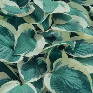 maison-fleurs-vivaces-hosta-blue-ivory