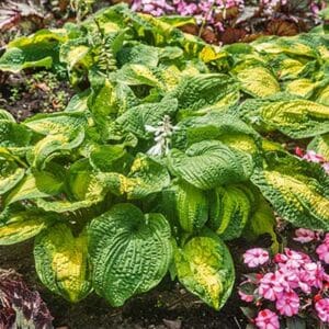 maison-fleurs-vivaces-hosta-brother-stefan