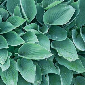 maison-fleurs-vivaces-hosta-halcyon