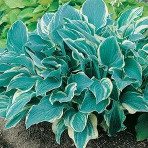 maison-fleurs-vivaces-hosta-regal-splendor