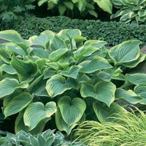 maison-fleurs-vivaces-hosta-victory
