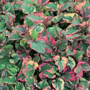 maison-fleurs-vivaces-houttuynia-cordata-chameleon