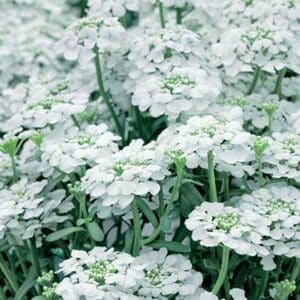 maison-fleurs-vivaces-iberis-sempervirens-snowflake