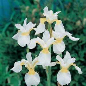 maison-fleurs-vivaces-iris-sibirica-rimouski