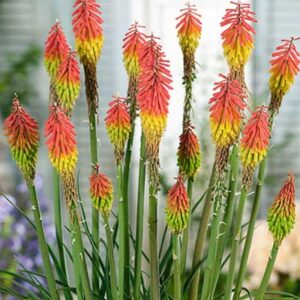 maison-fleurs-vivaces-kniphofia-hirsuta-fire-dance