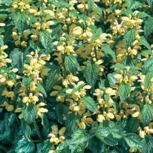 maison-fleurs-vivaces-lamiastrum-galeobdolon-variegatum