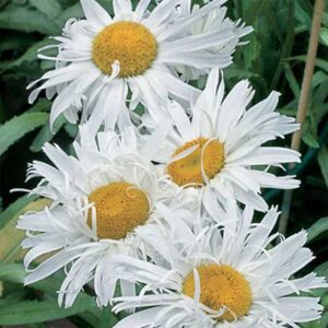 maison-fleurs-vivaces-leucanthemum-maximum-crazy-daisy