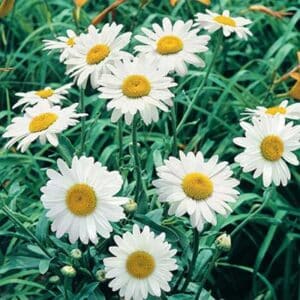 maison-fleurs-vivaces-leucanthemum-superbum-becky