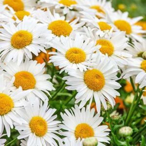 maison-fleurs-vivaces-leucanthemum-superbum-madonna