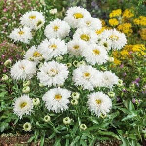 maison-fleurs-vivaces-leucanthemum-superbum-ooh-la-laspide