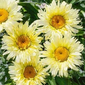 maison-fleurs-vivaces-leucanthemum-superbum-real-charmer