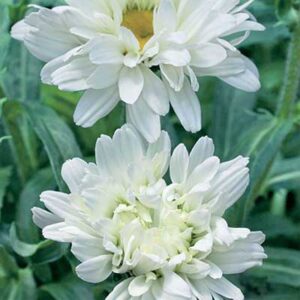 maison-fleurs-vivaces-leucanthemum-superbum-victorian-secret