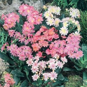 maison-fleurs-vivaces-lewisia-cotyledon