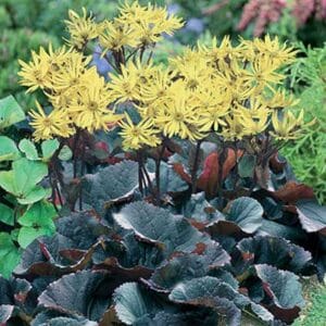 maison-fleurs-vivaces-ligularia-dentata-britt-marie-crawford
