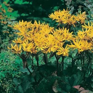 maison-fleurs-vivaces-ligularia-dentata-othello