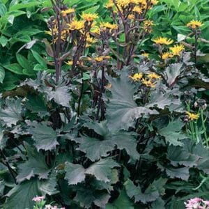 maison-fleurs-vivaces-ligularia-osiris-café-noir