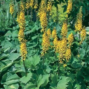 maison-fleurs-vivaces-ligularia-stenocephala-little-rocket