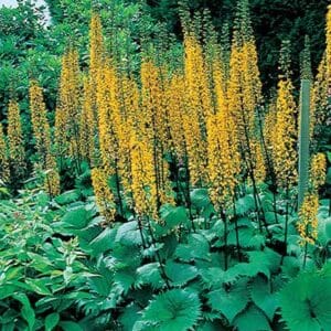 maison-fleurs-vivaces-ligularia-stenocephala-the-rocket