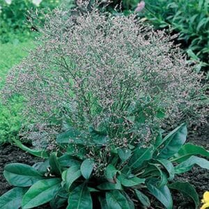 maison-fleurs-vivaces-limonium-latifolium