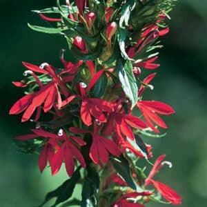 maison-fleurs-vivaces-lobelia-cardinalis