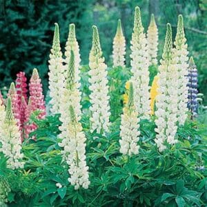 maison-fleurs-vivaces-lupinus-gallery-blanc