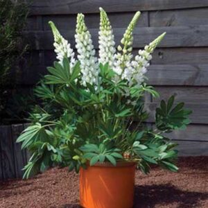 maison-fleurs-vivaces-lupinus-mini-gallery-blanc
