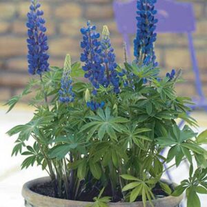 maison-fleurs-vivaces-lupinus-mini-gallery-bleu