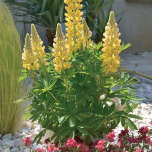 maison-fleurs-vivaces-lupinus-mini-gallery-jaune